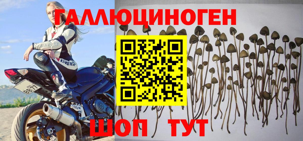 Полевской  Галлюциногенные грибы Psilocybe  Вход с VPN  Псилоцибиновые грибы Cubensis 